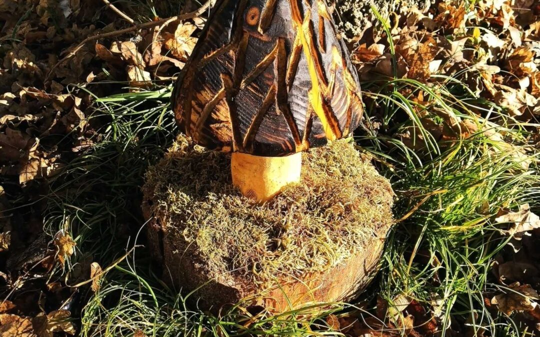 Pilz Spitzmorchel Nr.11